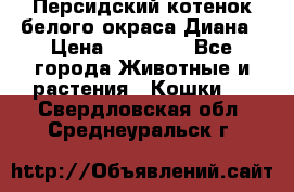 Персидский котенок белого окраса Диана › Цена ­ 40 000 - Все города Животные и растения » Кошки   . Свердловская обл.,Среднеуральск г.